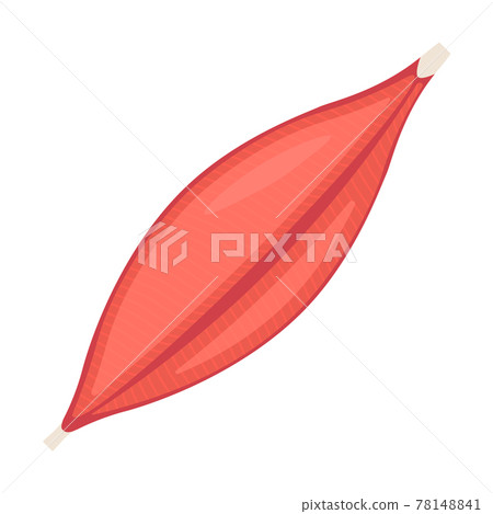 Human muscle tissue flat icon. Vector muscle anatomy isolated icon 78148841