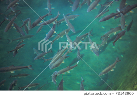 Group of Japanese dace (Lake Shikaribetsu, Hokkaido) 78148900