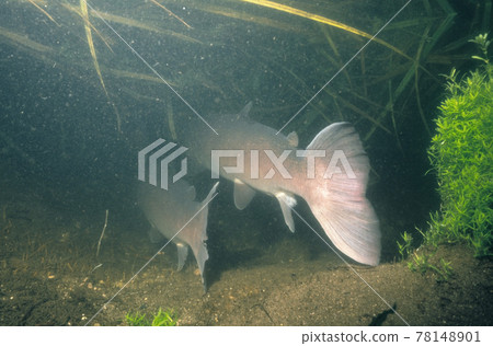 Ito's tail fin lurking at the bottom of the river (Tsurui Village, Hokkaido) 78148901