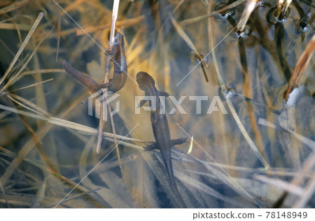 Pair of Kita salamanders (Kushiro Town, Hokkaido) 78148949