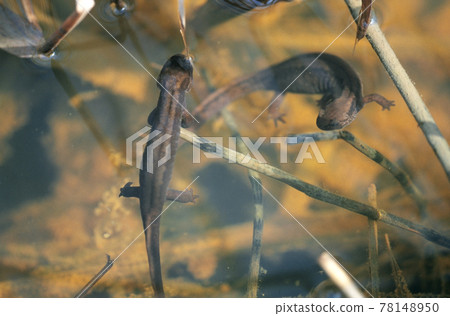 一對北蠑螈（北海道釧路町） 78148950