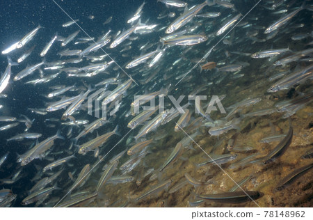 鯖魚群（北海道鹿別湖） 78148962