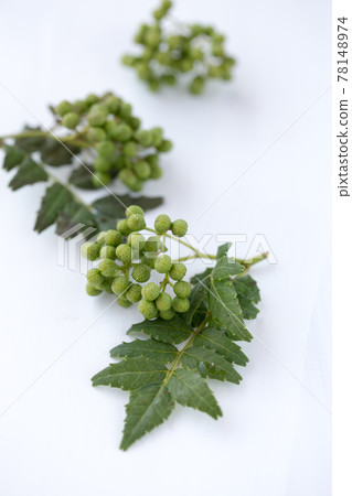 日本胡椒果實和葉子 日本胡椒果實和葉子 78148974