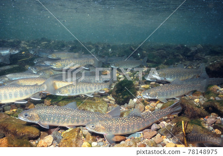 湧向河底的宮兵衛(北海道鹿裡別湖) 湧向河底的宮兵衛(北海道鹿裡別湖) 78148975