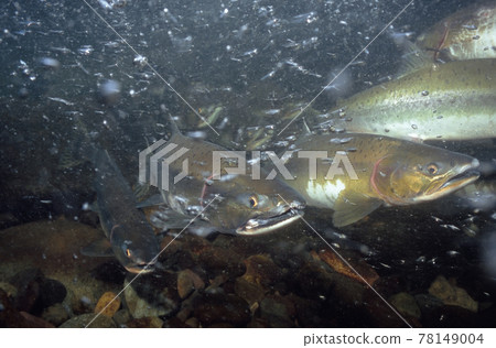 A group of pink salmon going up (Shiretoko, Hokkaido) A group of pink salmon going up (Shiretoko, Hokkaido) 78149004