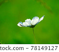 Spider rests in white cosmos 78149127