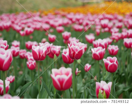 Tulip 78149312