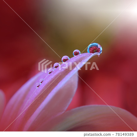 Beautiful macro shot of magic flowers.Border art design. Magic light.Extreme close up macro photography.Conceptual abstract image.Red and Pink Background.Fantasy Art.Creative Wallpaper.Water Drop. Beautiful macro shot of magic flowers.Border art design. Magic light.Extreme close up macro photography.Conceptual abstract image.Red and Pink Background.Fantasy Art.Creative Wallpaper.Water Drop. 78149389