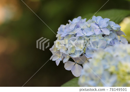 八仙花屬在一個晴天 八仙花屬在一個晴天 78149501