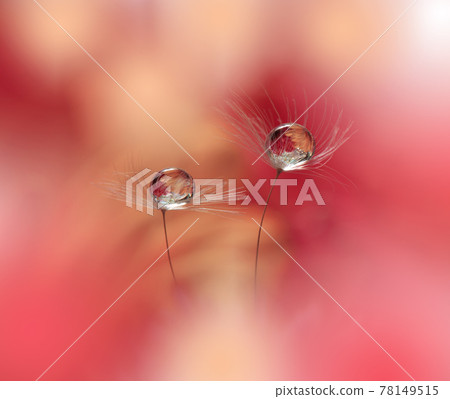 Beautiful Nature Background.Floral Art Design.Abstract Macro Photography.Pastel Flower.Dandelion Flowers.Pink Background.Creative Artistic Wallpaper.Wedding Invitation.Celebration,love.Close up View. 78149515