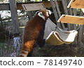 Lesser panda Lesser panda 78149740