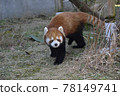 Lesser panda Lesser panda 78149741