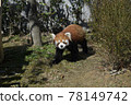 Lesser panda Lesser panda 78149742