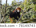 Lesser panda Lesser panda 78149743
