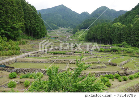 四谷梯田_水稻種植季節 78149799