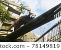 Lesser panda Lesser panda 78149819