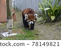 Lesser panda Lesser panda 78149821
