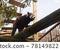 Lesser panda Lesser panda 78149822