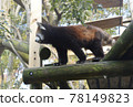 Lesser panda Lesser panda 78149823