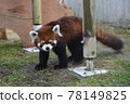 Lesser panda Lesser panda 78149825