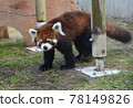 Lesser panda Lesser panda 78149826