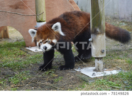 Lesser panda 78149826