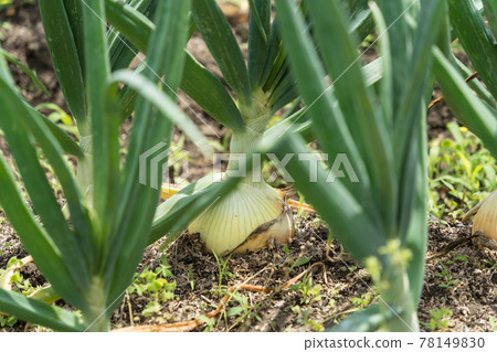 Onions in the field 78149830