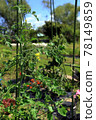 State of tomatoes in the vegetable garden 78149859