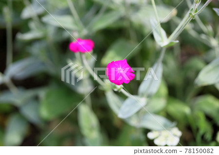 Flannel saw flower 78150082