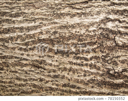bark of tree texture 78150352