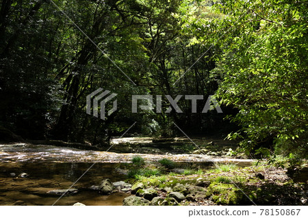 A mountain stream that increases negative ions with the brilliance of water between the fresh green A mountain stream that increases negative ions with the brilliance of water between the fresh green 78150867