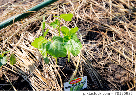 Okra immediately after planting in a spring farm Okra immediately after planting in a spring farm 78150985