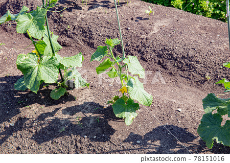 Cucumbers immediately after planting in a spring farm Cucumbers immediately after planting in a spring farm 78151016