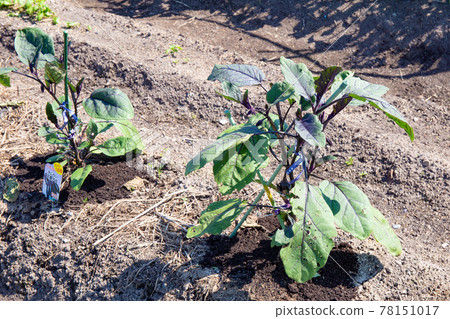 Nasubi immediately after planting in a spring farm Nasubi immediately after planting in a spring farm 78151017