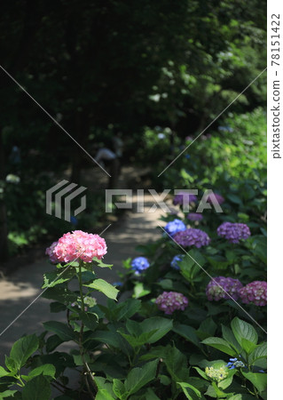 Tamagawadai Park Hydrangea 2 78151422