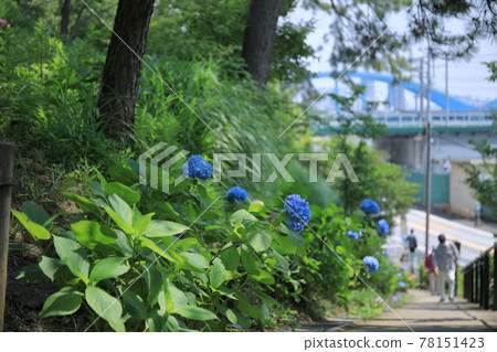Tamagawadai Park Hydrangea 3 78151423