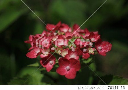 Tamagawadai Park Hydrangea 13 Tamagawadai Park Hydrangea 13 78151433