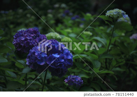 玉川台公園繡球花19 玉川台公園繡球花19 78151440