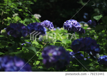 玉川台公園繡球花 20 玉川台公園繡球花 20 78151441
