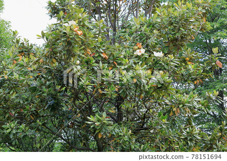 Taisambok flowers 78151694