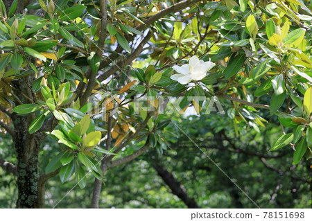 Taisambok flowers 78151698