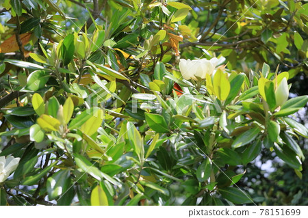 Taisambok flowers 78151699