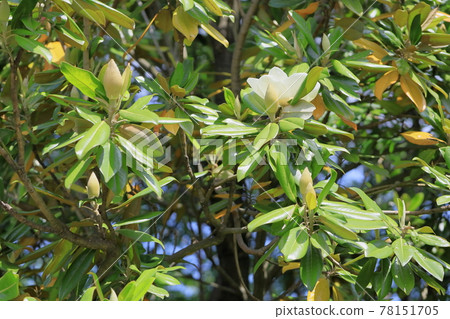 Taisambok flowers 78151705