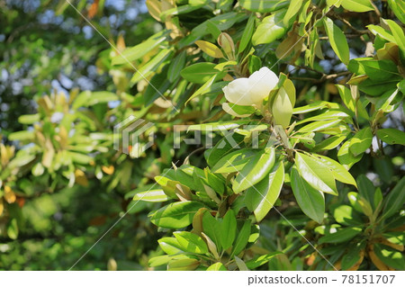 Taisambok flowers 78151707