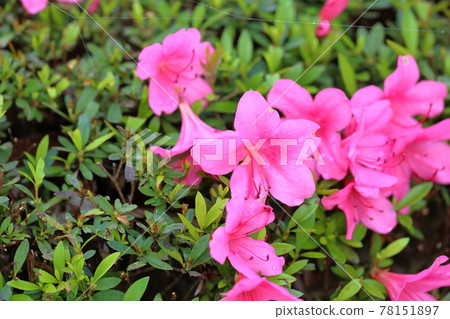 Azalea's flower Azalea's flower 78151897