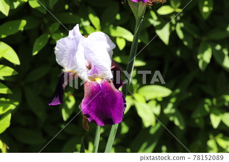 German iris flowers blooming in the spring park 78152089