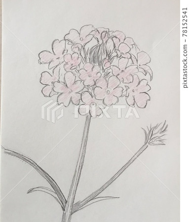 花 花 78152541