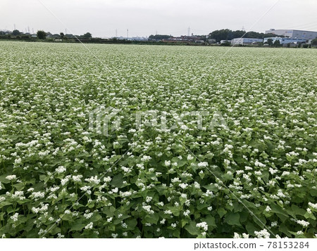 5月在埼玉縣三好町展開的蕎麥麵 5月在埼玉縣三好町展開的蕎麥麵 78153284