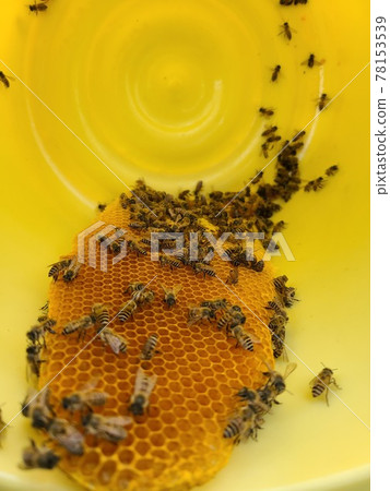 Nest honey honey bee honey collection Nest honey honey bee honey collection 78153539