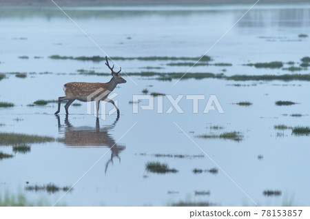 Yezo deer walking in a wetland (Hokkaido) 78153857